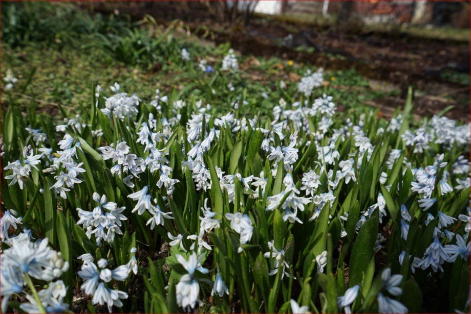 Fr�hbl�her Doppelhaush�lfte F�ssen